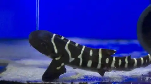 Tiburón cebra Tiburón cebra