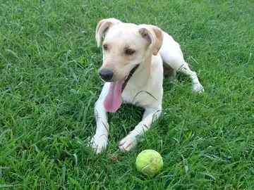 Coco, el perro abandonado Coco, el perro abandonado