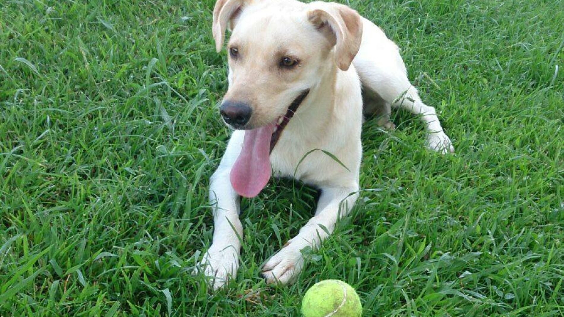 Coco, el perro abandonado 