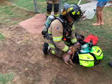 Un bombero atendiendo a uno de los perros Un bombero atendiendo a uno de los perros
