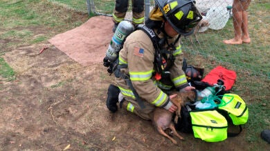 Unos bomberos de California rescatan a decenas de perros y gatos atrapados en el interior de una casa incendiada