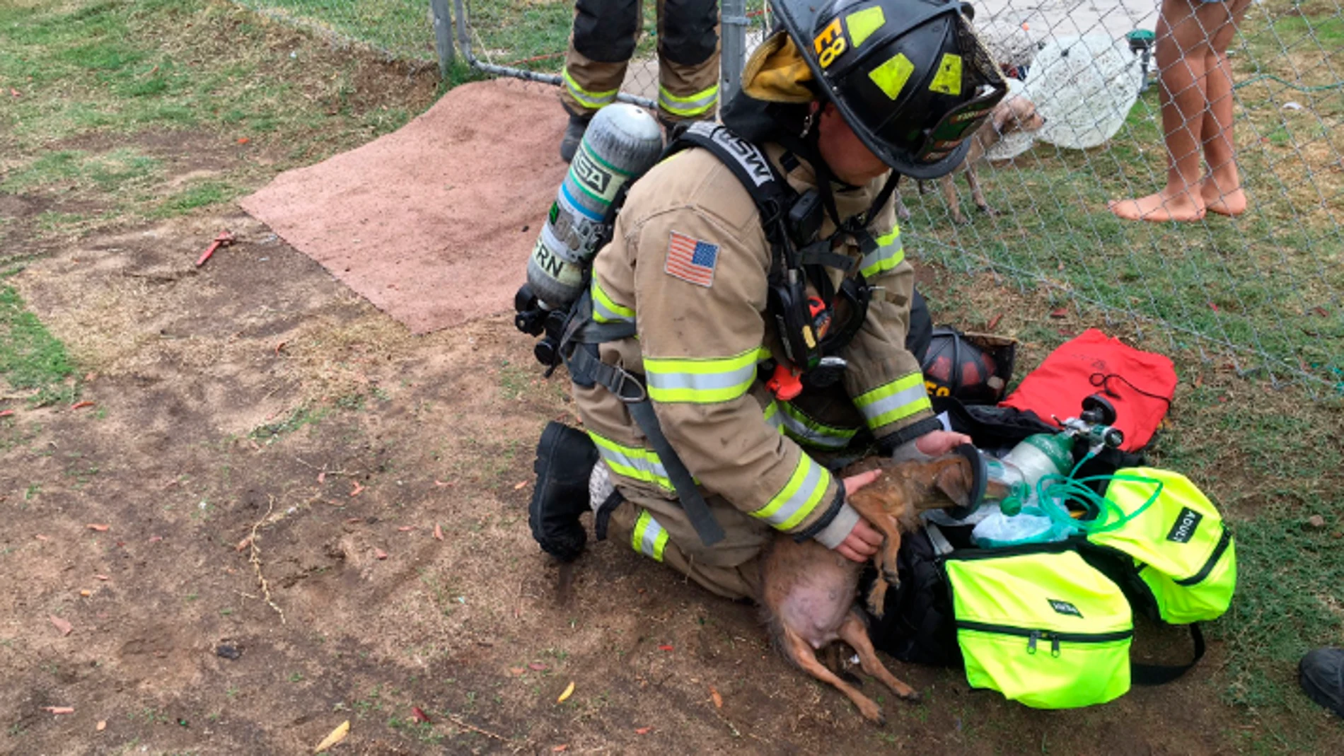 Un bombero atendiendo a uno de los perros Un bombero atendiendo a uno de los perros
