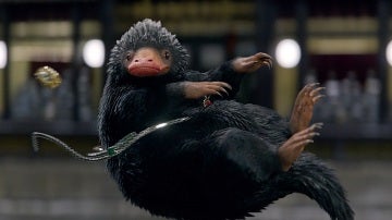 Niffler en 'Animales fantásticos y dónde encontrarlos'