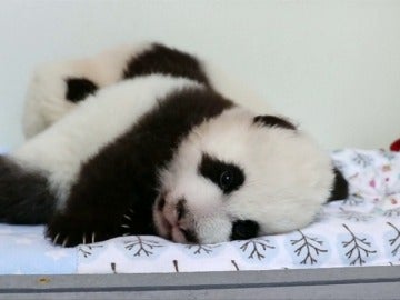 Frame 13.14665 de: El Zoo de Atlanta crea un sitio web para escoger el nombre de unos osos panda gemelos