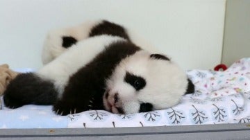 Frame 13.14665 de: El Zoo de Atlanta crea un sitio web para escoger el nombre de unos osos panda gemelos