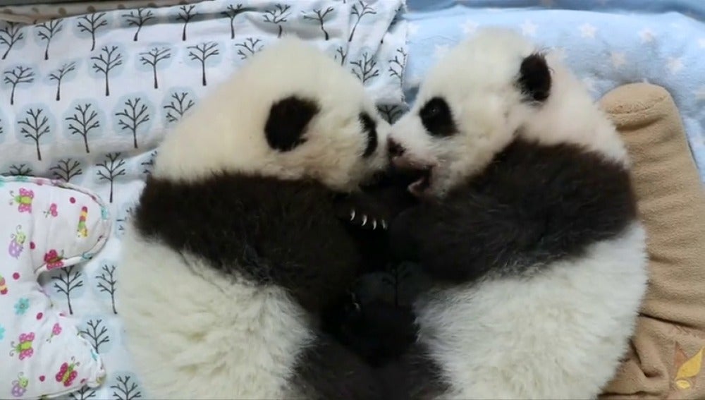 Frame 21.588648 de: El Zoo de Atlanta crea un sitio web para escoger el nombre de unos osos panda gemelos