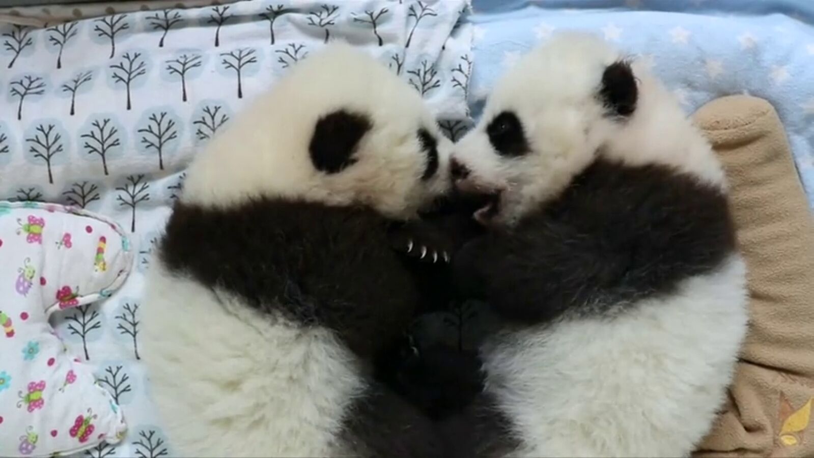El Zoo de Atlanta crea un sitio web para escoger el nombre de unos osos panda gemelos