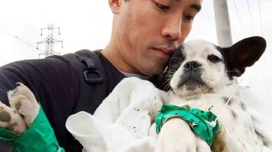 Un hombre arriesga su vida por salvar a cien perros que eran destinados al comercio de carne en China 