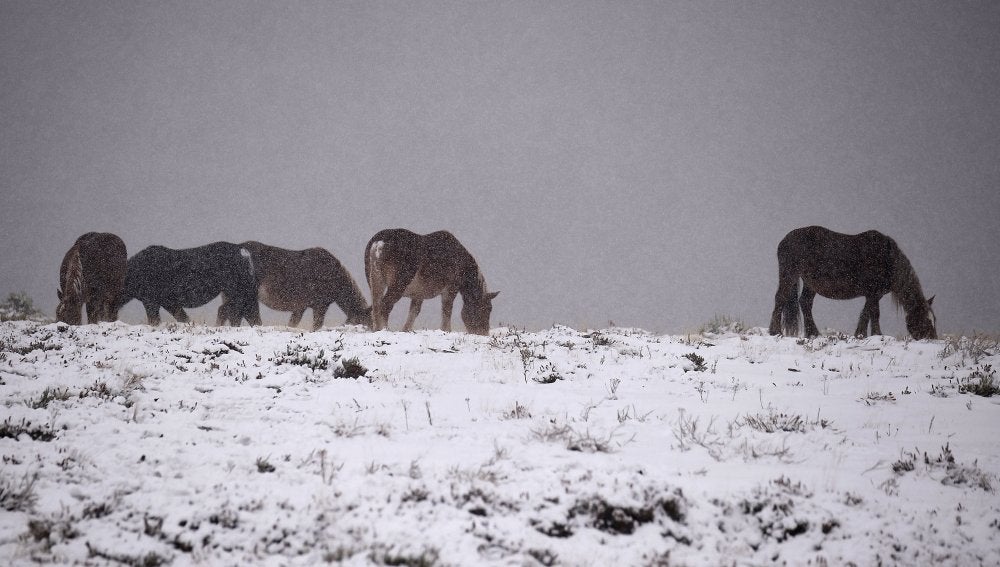 Unos caballos se alimentan cerca de la carretera comarcal 183 de acceso a la estación de esquí de Alto Campoo (Cantabria)