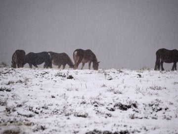 Unos caballos se alimentan cerca de la carretera comarcal 183 de acceso a la estación de esquí de Alto Campoo (Cantabria)