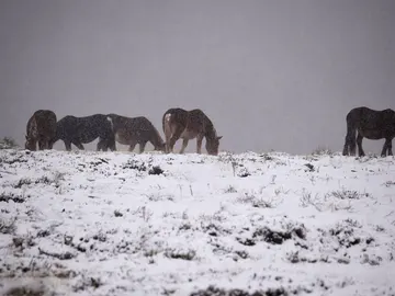 Unos caballos se alimentan cerca de la carretera comarcal 183 de acceso a la estación de esquí de Alto Campoo (Cantabria) Unos caballos se alimentan cerca de la carretera comarcal 183 de acceso a la estación de esquí de Alto Campoo (Cantabria)