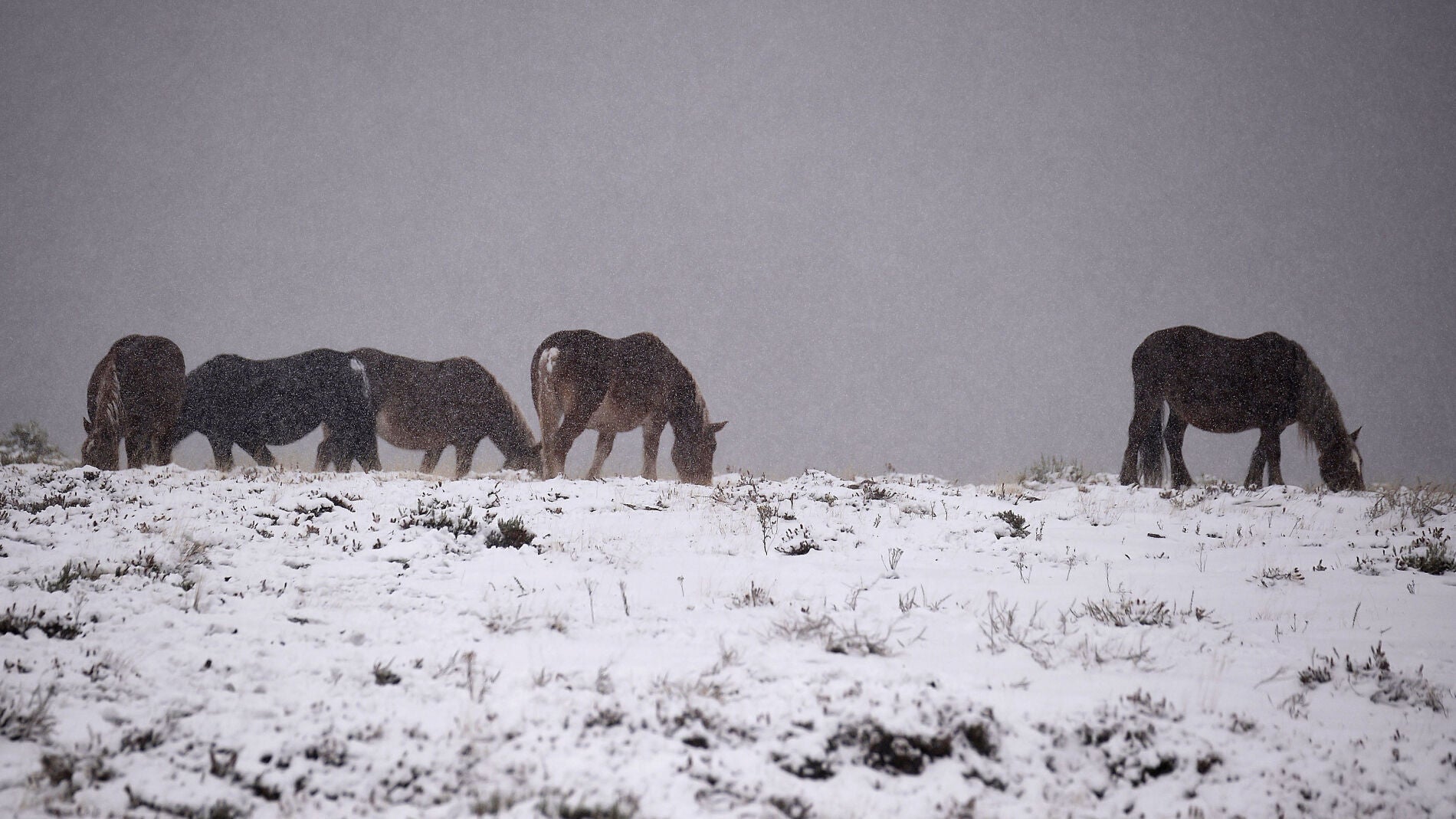 Unos caballos se alimentan cerca de la carretera comarcal 183 de acceso a la estaci&oacute;n de esqu&iacute; de Alto Campoo (Cantabria)