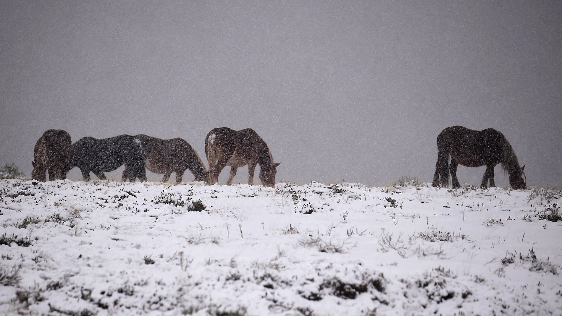 Unos caballos se alimentan cerca de la carretera comarcal 183 de acceso a la estación de esquí de Alto Campoo (Cantabria) Unos caballos se alimentan cerca de la carretera comarcal 183 de acceso a la estación de esquí de Alto Campoo (Cantabria)
