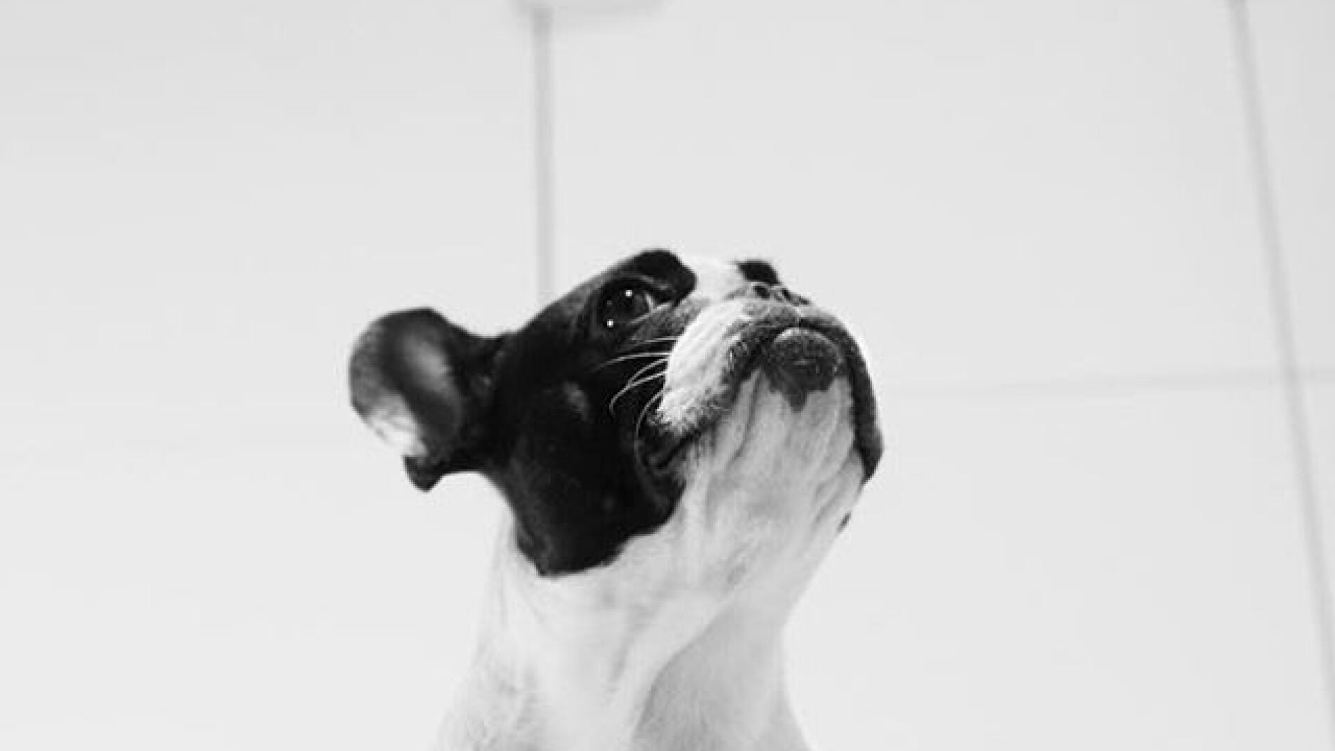 Un bulldog franc&eacute;s