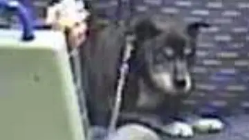 El perro que fue maltratado en un tren El perro que fue maltratado en un tren
