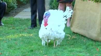 Tater y Tot, los últimos pavos que indulta Obama