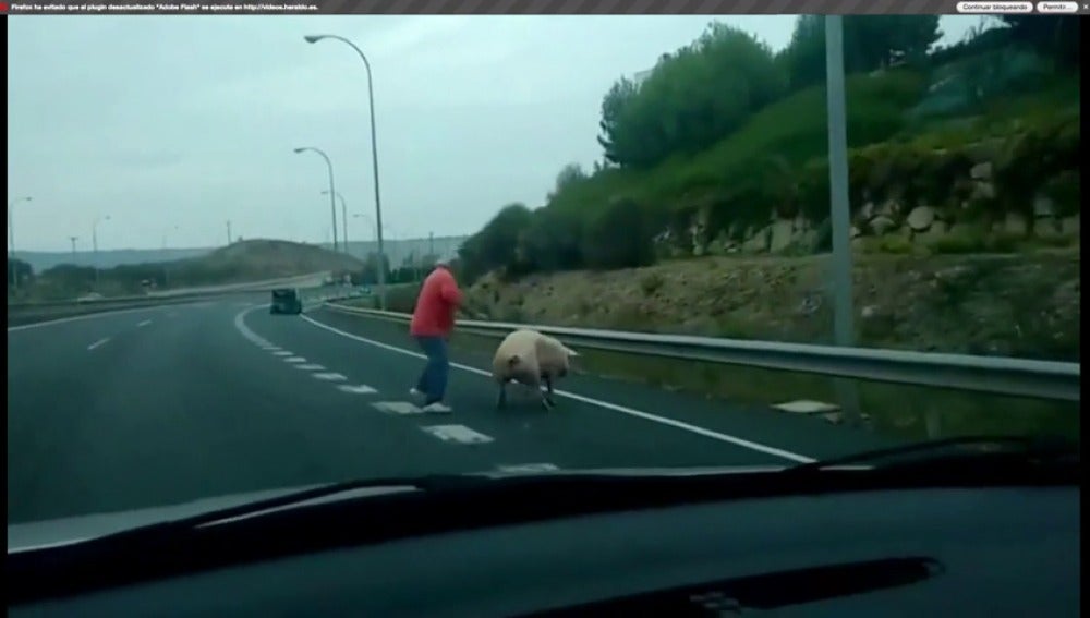 Frame 16.986579 de: Un hombre sale corriendo detrás de su cerdo en la autovia de La Rioja
