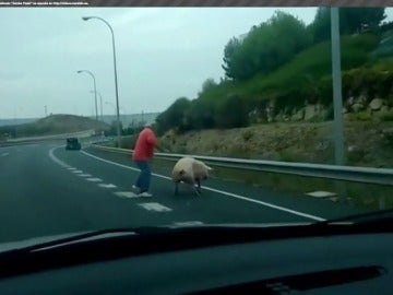 Frame 16.986579 de: Un hombre sale corriendo detrás de su cerdo en la autovia de La Rioja