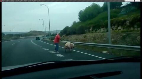 Frame 16.986579 de: Un hombre sale corriendo detr&aacute;s de su cerdo en la autovia de La Rioja