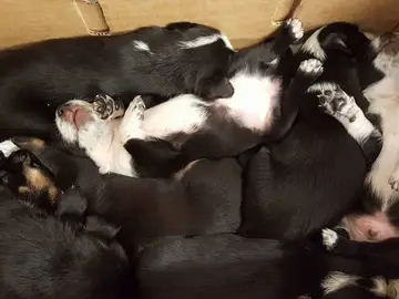 Imagen de unos cachorros que fueron abandonados en un contenedor Imagen de unos cachorros que fueron abandonados en un contenedor