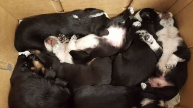 Encuentra a siete cachorros abandonados en un contenedor al lado de su madre muerta tras recibir un disparo