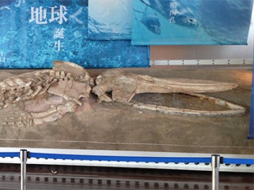 Esqueleto fósil de una ballena peruana expuesto en Japón 