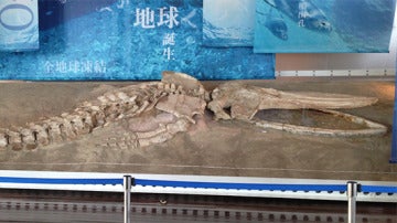 Esqueleto fósil de una ballena peruana expuesto en Japón 