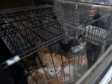 Gatos rescatados del matadero 