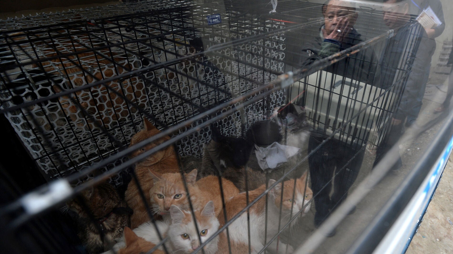 Gatos rescatados del matadero 