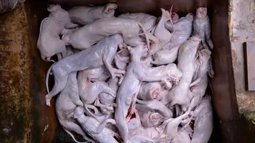 Los vendía como carne de conejo Los vendía como carne de conejo