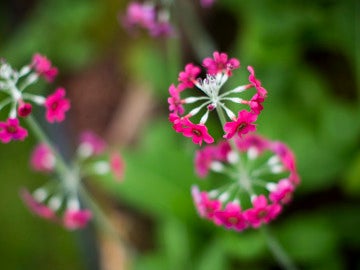 Flor Primula