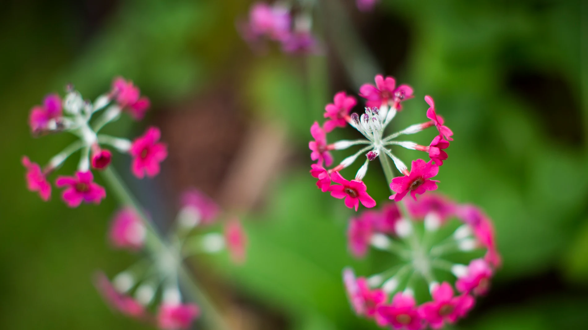 Flor Primula Flor Primula