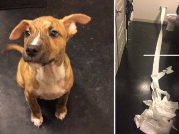 Cachorro limpia su propio pis