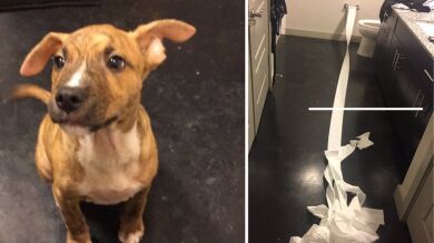 Un cachorro se hace pis e intenta limpiarlo él mismo con papel higiénico 