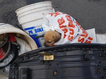 Cachorro en la basura Cachorro en la basura