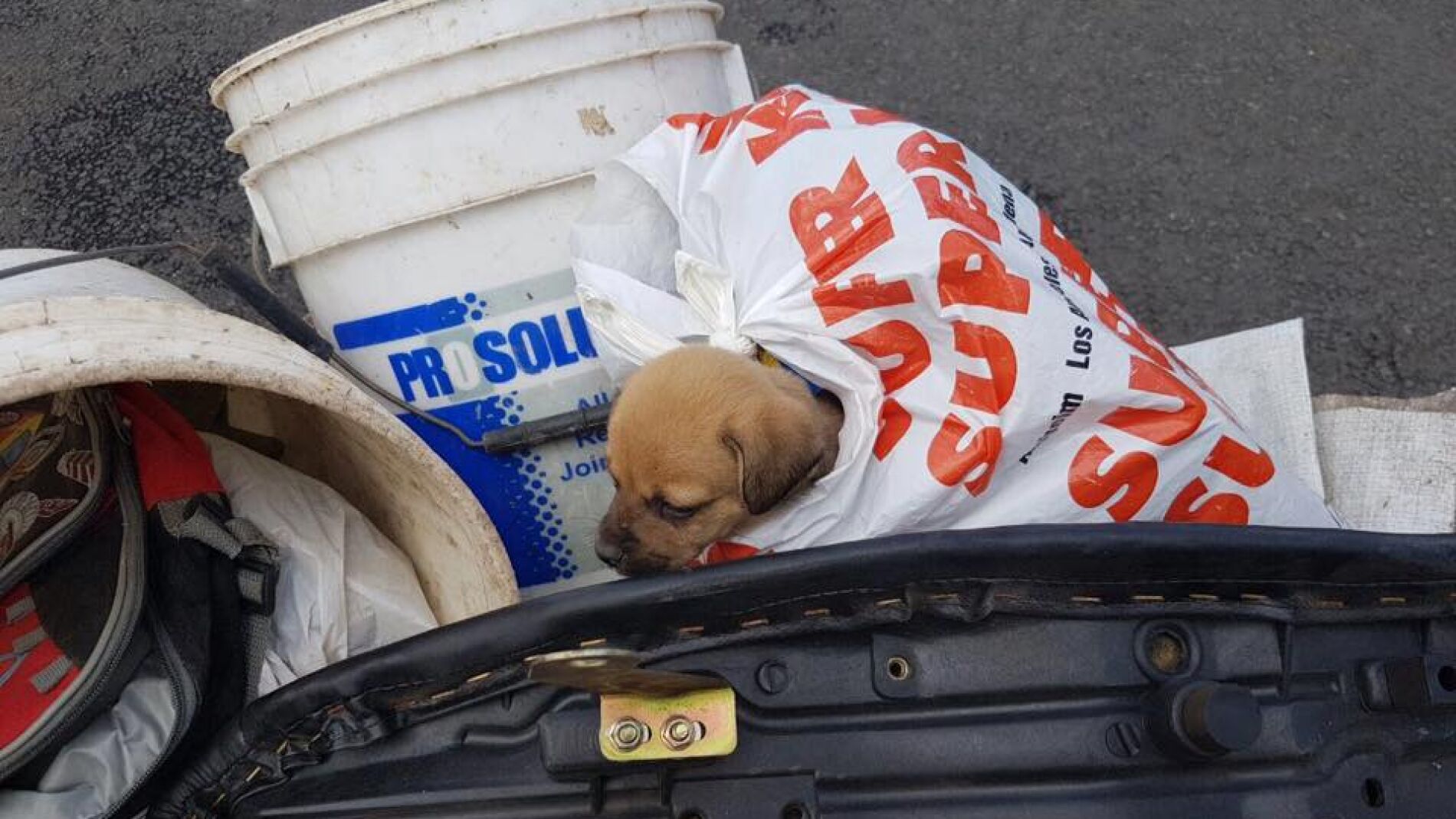 Cachorro en la basura 