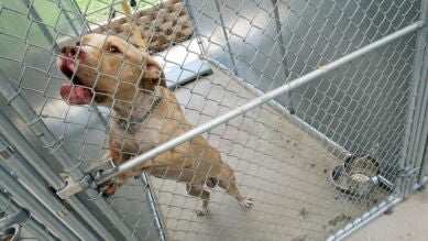 Asaltan un refugio municipal en Valencia y agreden a varios perros