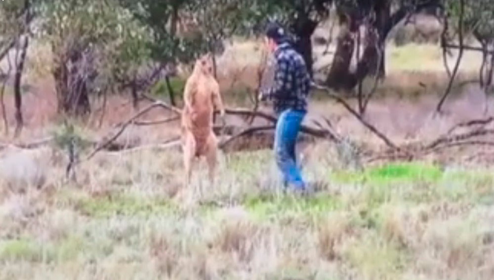 Pelea con un canguro 