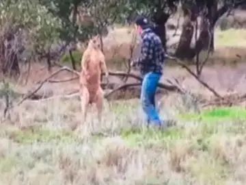Pelea con un canguro Pelea con un canguro