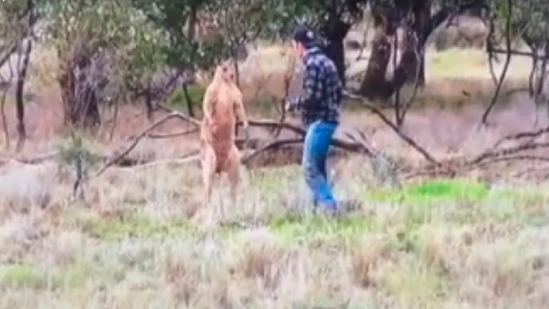 Pelea con un canguro 