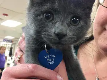 Cómplice de una proposición de matrimonio Cómplice de una proposición de matrimonio