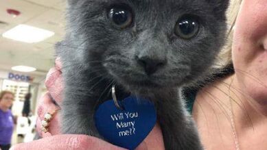 Un amante de los animales le propone matrimonio a su novia con un gato de un refugio 