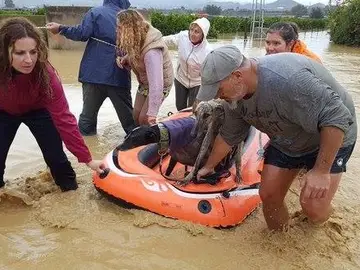 Trasladan a dos galgos en una barba hinchable Trasladan a dos galgos en una barba hinchable