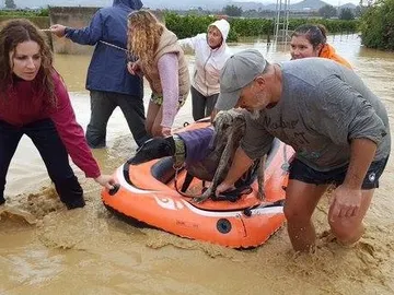 Trasladan a dos galgos en una barba hinchable Trasladan a dos galgos en una barba hinchable