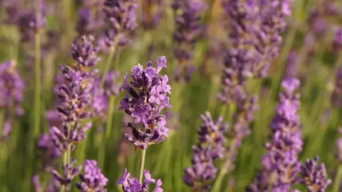Campo de lavanda Campo de lavanda
