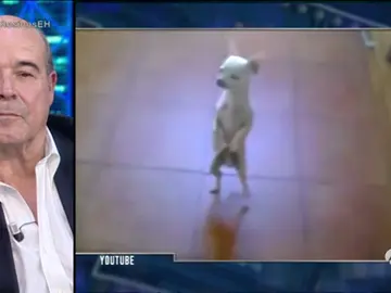 Frame 79.218247 de: El perro más bailongo de Internet Frame 79.218247 de: El perro más bailongo de Internet