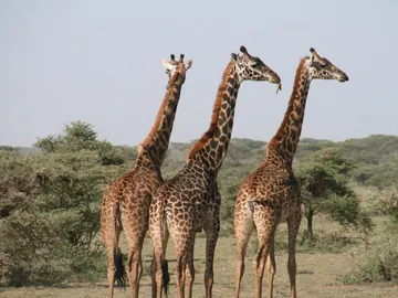 Las jirafas Las jirafas