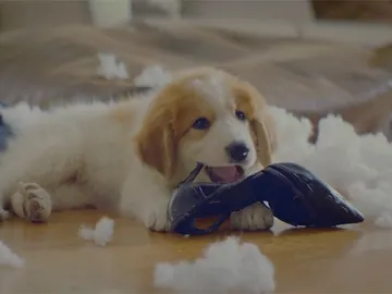 Un perro muerde el tacón de un zapato después de destrozar un cojín Un perro muerde el tacón de un zapato después de destrozar un cojín