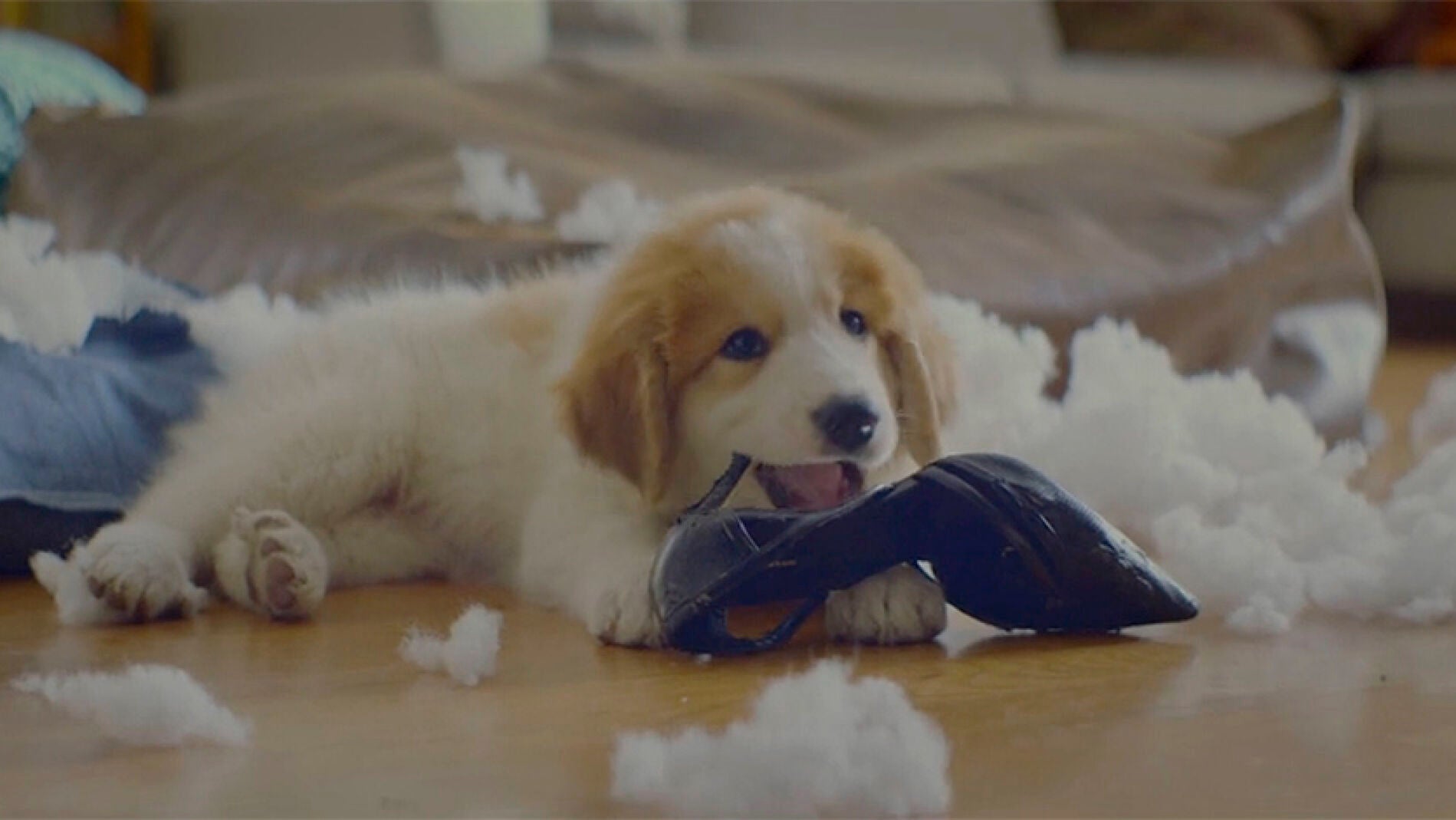Un perro muerde el tac&oacute;n de un zapato despu&eacute;s de destrozar un coj&iacute;n
