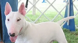Bull Terrier Bull Terrier